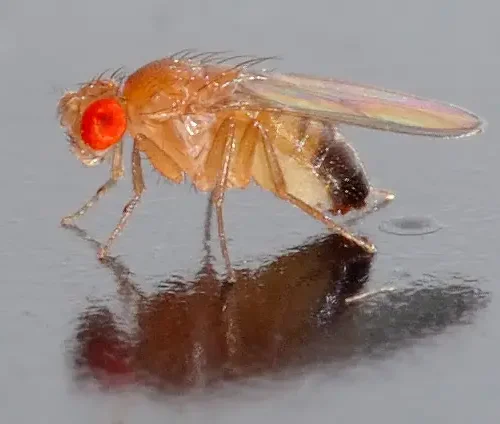 Drosophila Flies Ebony 30/Stage