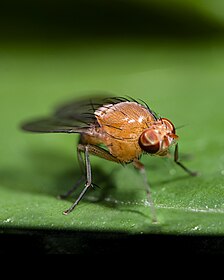 Drosophila Flies Vestigial 30/Stage