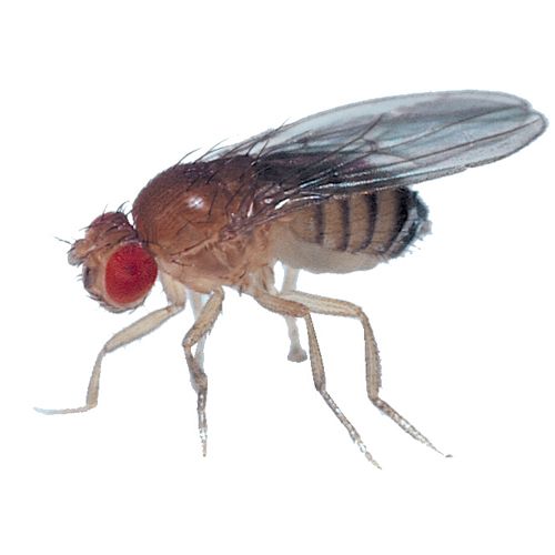 Drosophila Melanogaster Virgin 30/Stage