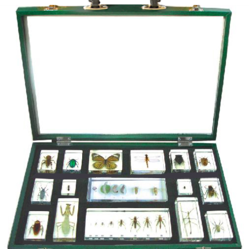 Insect Specimen Kit 16Types/Set