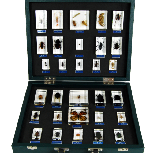 Insect Specimen Pack 30Types