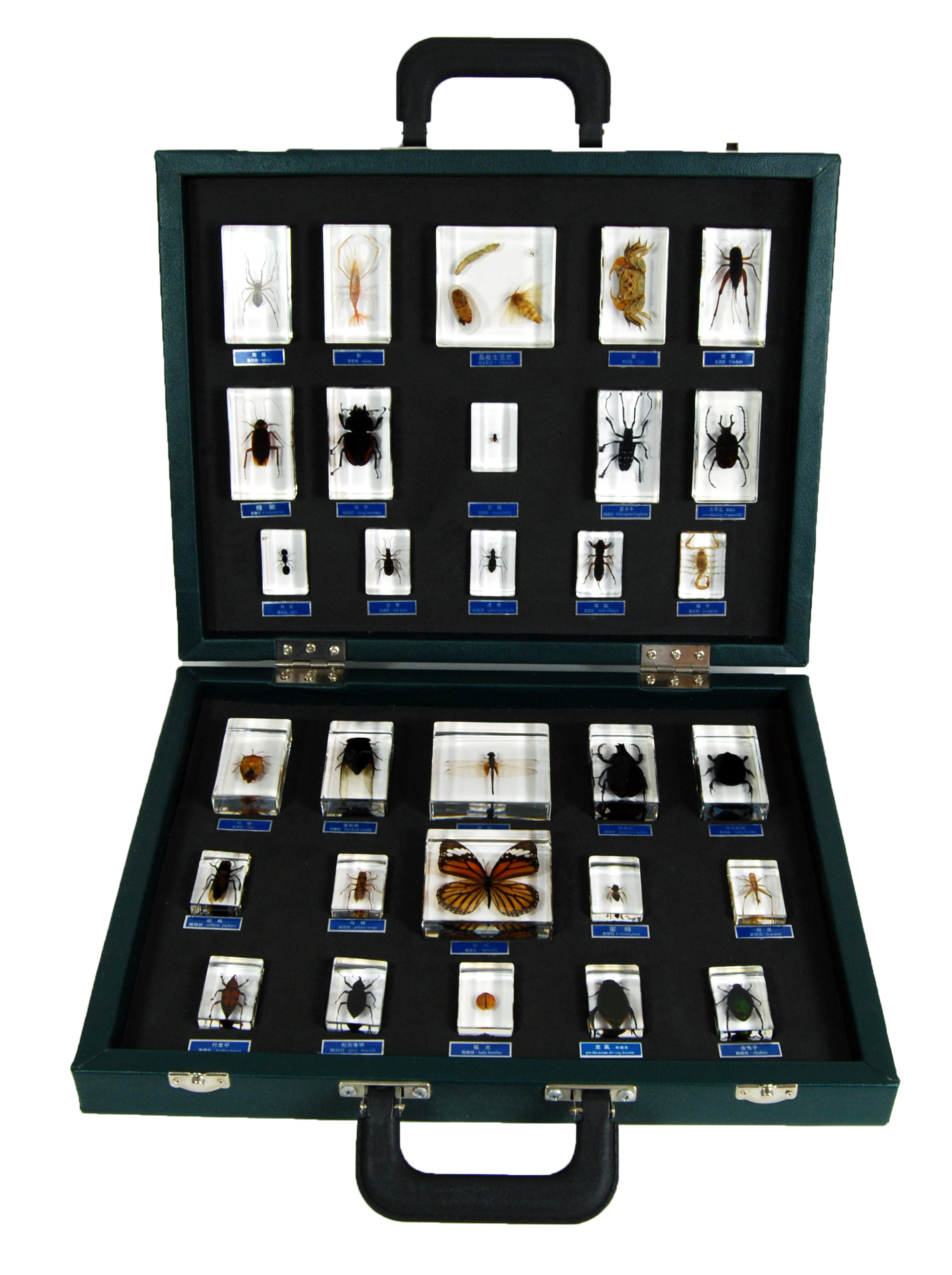 Insect Specimen Pack 30Types