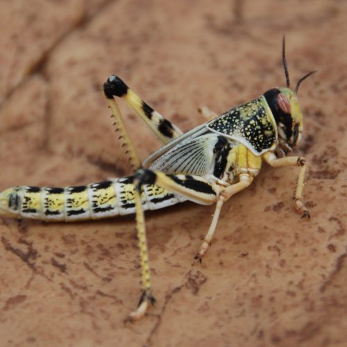 5th Instar Schistocerca 10/Pack
