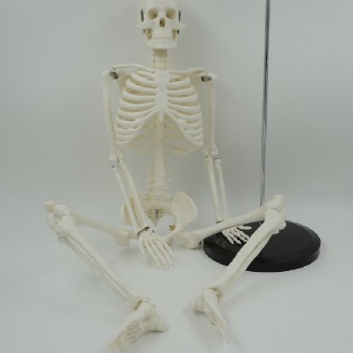 HUMAN SKELETON MODEL 85CM
