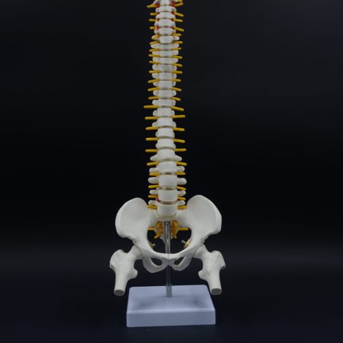CLASSIC FLEXABLE SPINAL COLUMN MODEL