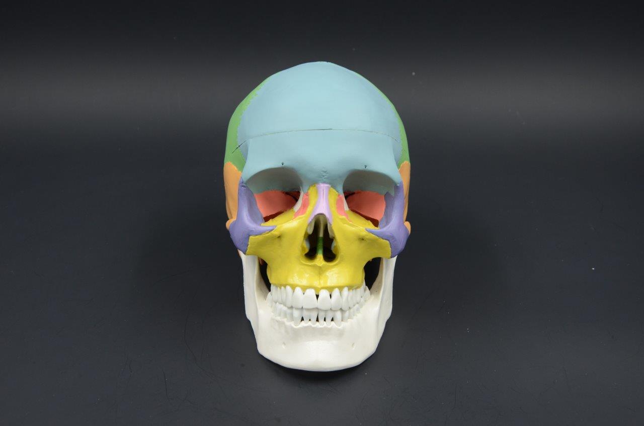 COLORED SKULL MODEL
