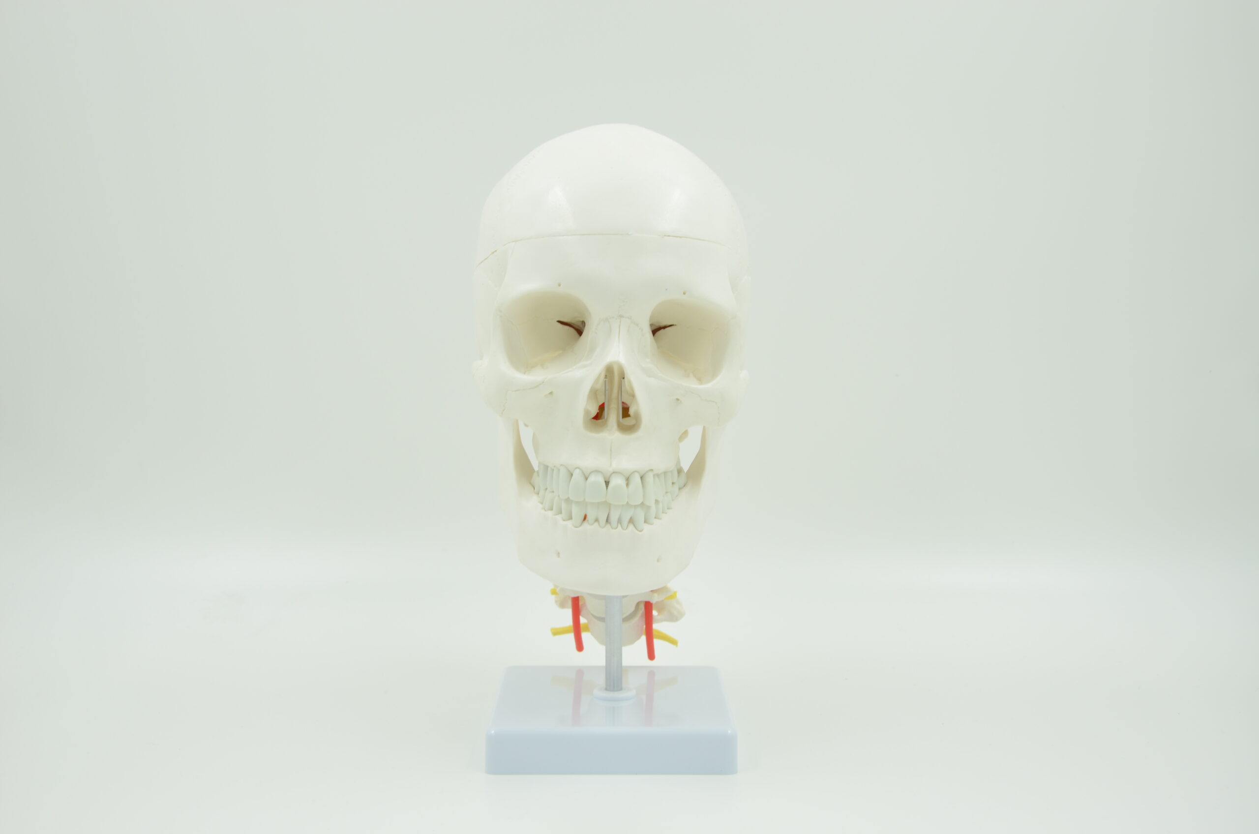SKULL WITH CERVICAL VERTEBRA MODEL