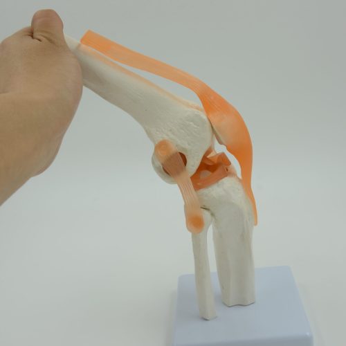 KNEE JOINT MODEL