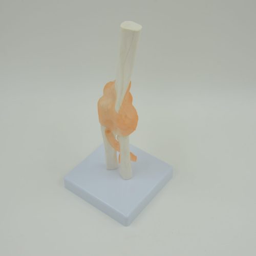 ELBOW JOINT MODEL