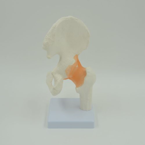 HIP JOINT MODEL