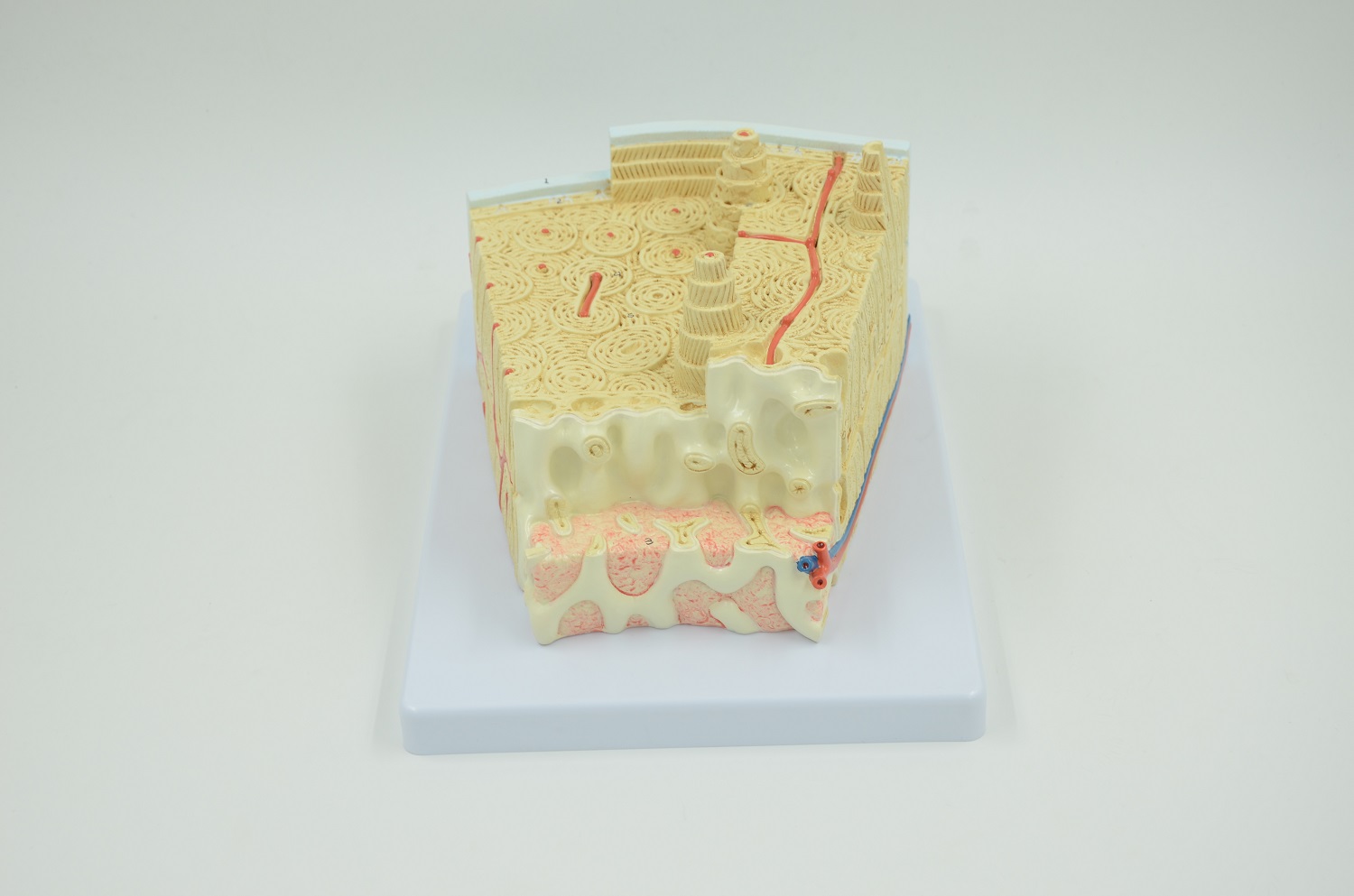 BONE STRUCTURE MODEL