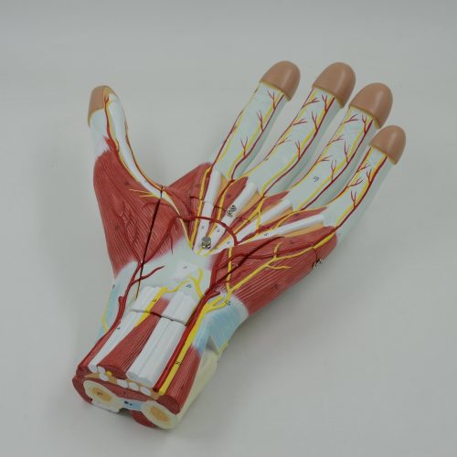 ANATOMY OF THE HAND MODEL 3-PARTS