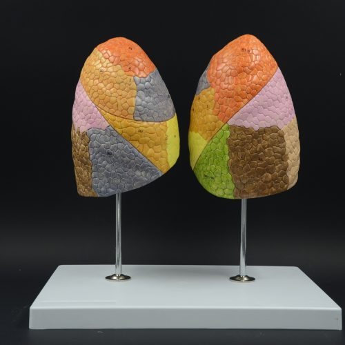 SEGMENTED LUNGS MODEL