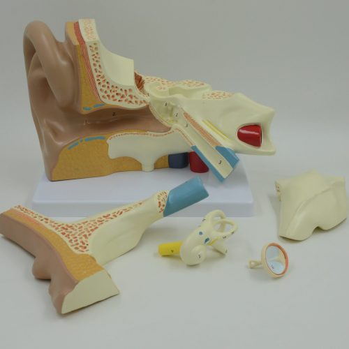 EAR MODEL,5 PARTS,3 TIMES ENLARGED
