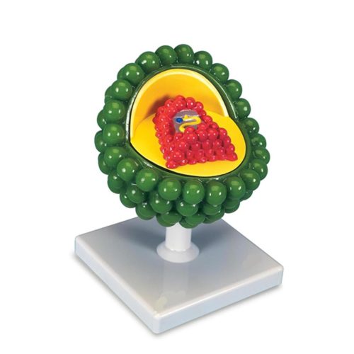 AIDS VIRUS MODEL
