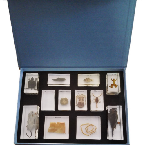 Animal Evolution Learning Set