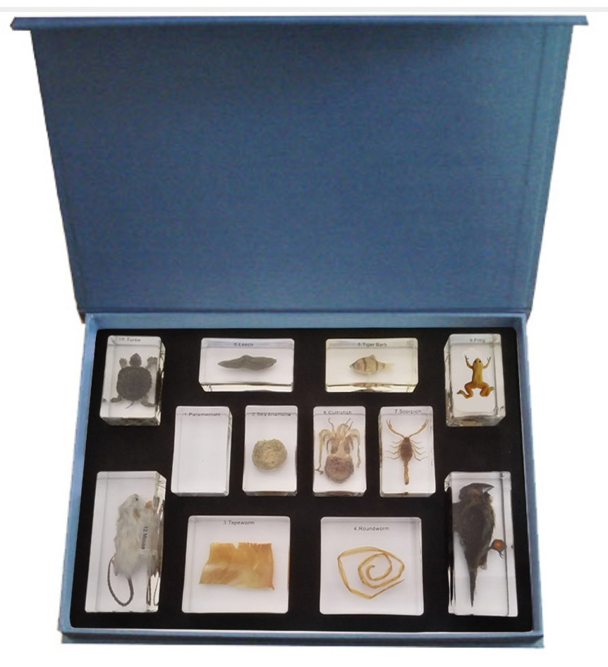 Animal Evolution Learning Set