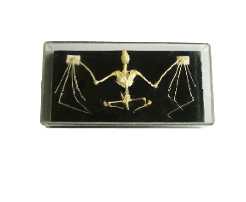 SKELETON OF BAT
