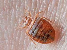 Preserved Bed Bug Specimen