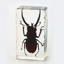 Preserved Beetle Specimen 10/Pack