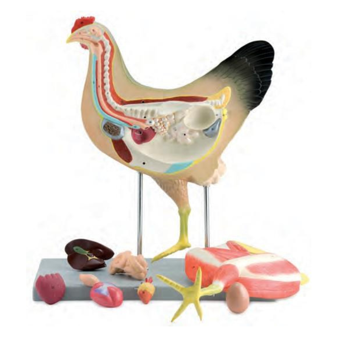 BIRD-DISSECTION-DOMESTIC-HEN-MODEL-v1.png
