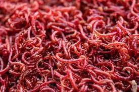 Blood Worm Chironomous 10/Pack