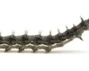 Preserved Butterfly Larvae Specimen