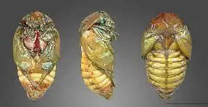 Preserved Butterfly Pupae Specimen