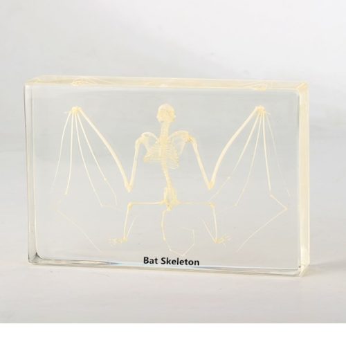 Bat Skeleton - Acrylic Block