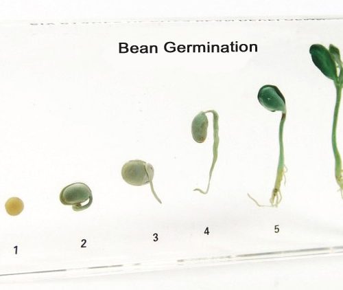 Bean Germination Acrylic Specimen