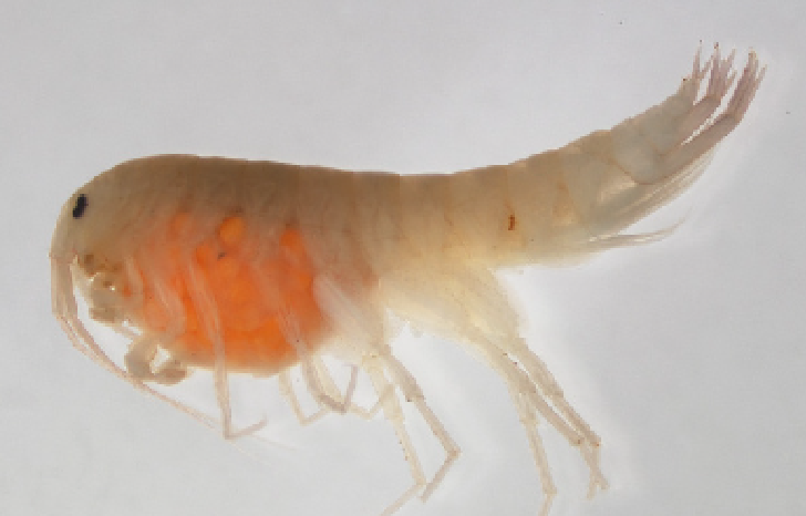Adult Crangonyx Mixed 100/Pack