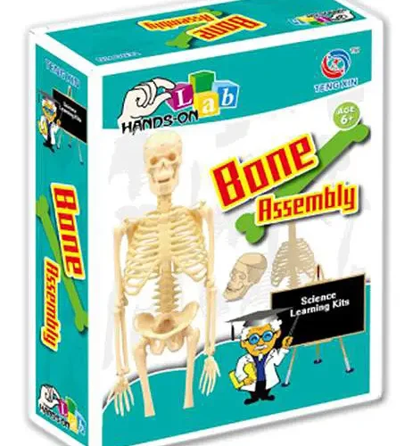 SCIENTIFIC EXPERIMENTS, BONE ASSEMBLY