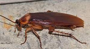 Cockroach Periplaneta Americana 5/Pack