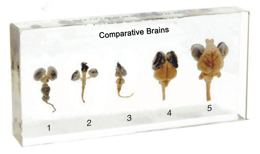 Comparative Brain Specimen 5pcs