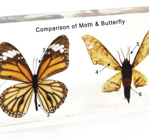 Moth and Butterfly Specimens