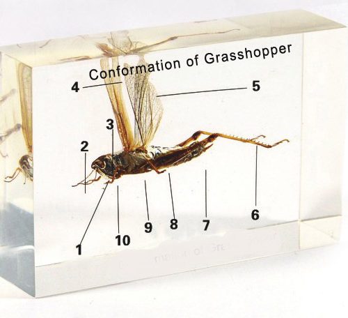 Grasshopper Specimen Acrylic Block