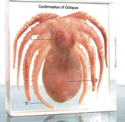Octopus Specimen Acrylic Block
