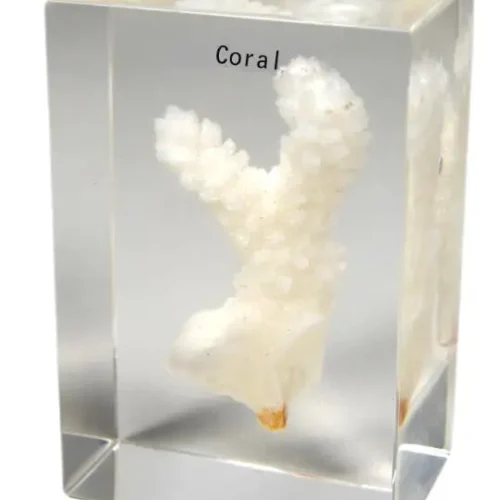 Real Coral Simulation Model