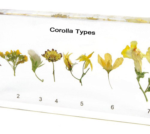 Plastic Embedded Corolla Specimen