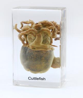 Cuttlefish Plastic Embedded Study