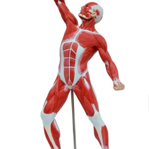 MUSCLE FIGURE , 50 CM HEIGHT MODEL