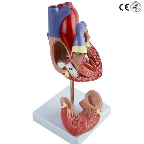HEART MODEL,LIFE SIZE