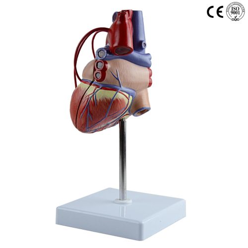 HEART PASS MODEL,LIFE SIZE