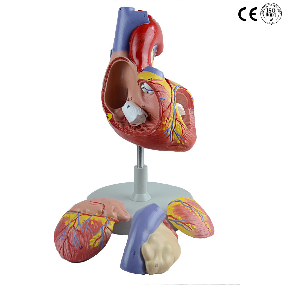 HEART MODEL,2 TIMES ENLARGED