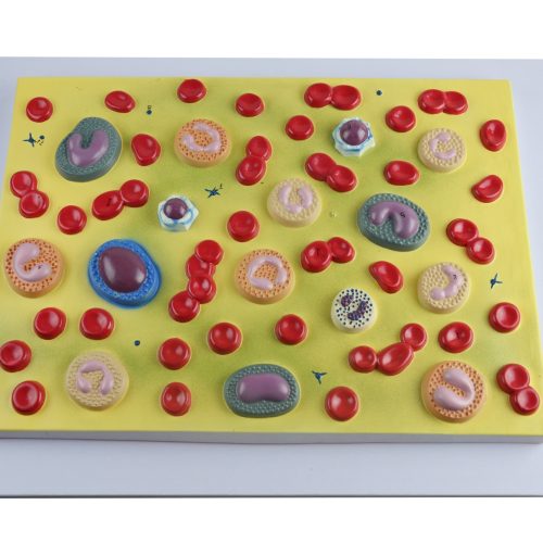 BLOOD CELL MODEL,2000 TIMES ENLARGED