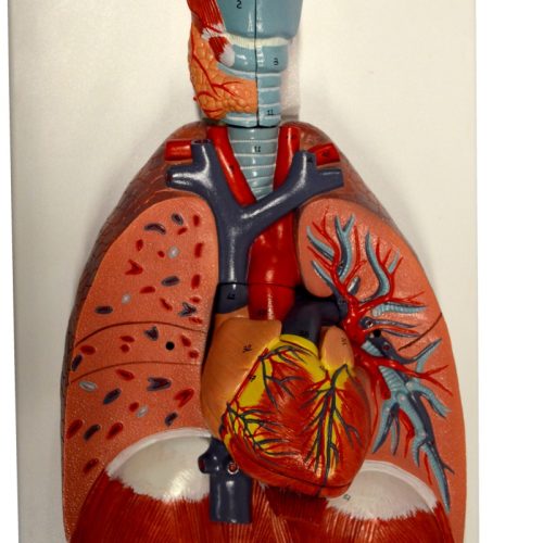 LARYNX ,HEART AND LUNG MODEL
