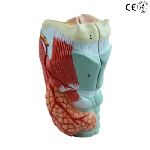 LARYNX MODEL,LIFE SIZE