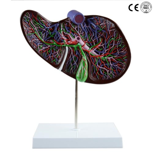 LIVER SECTION WITH GALL BLADDER MODEL