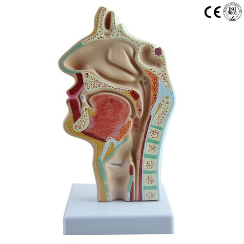 NASALE CAVITY , ORAL CAVITY ,THROAT ,LARYNX MODEL