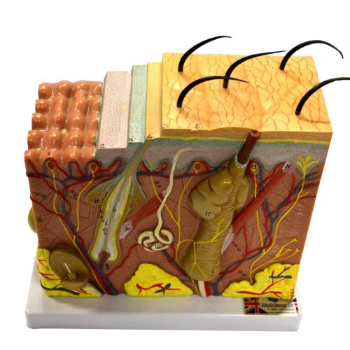 SKIN MODEL,50 TIMES ENLARGED